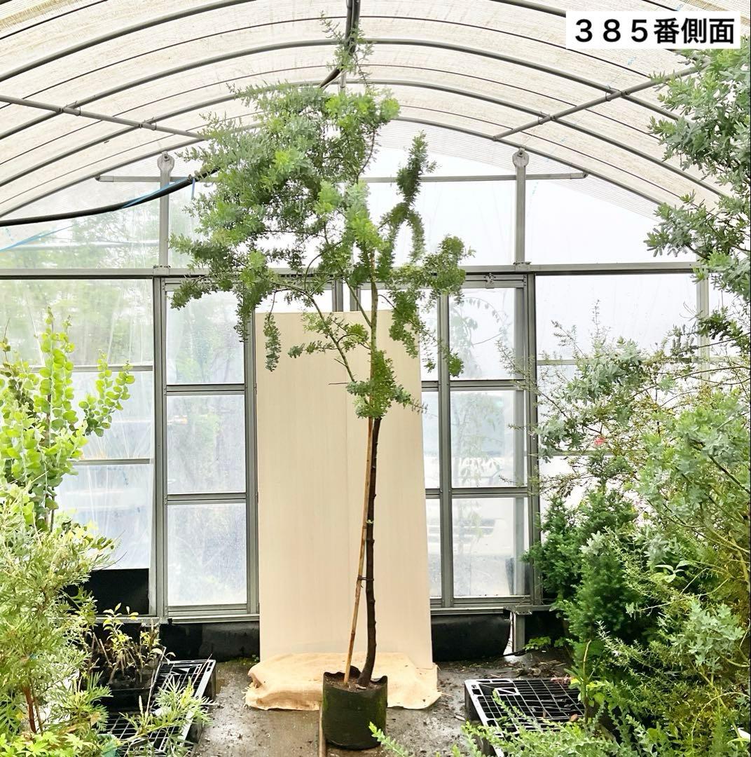 ミモザアカシア　特大品　現地引き取りor 配達品