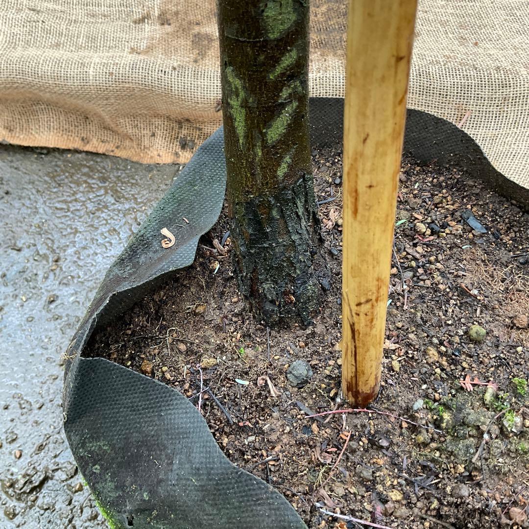 ミモザアカシア　特大品　現地引き取りor 配達品