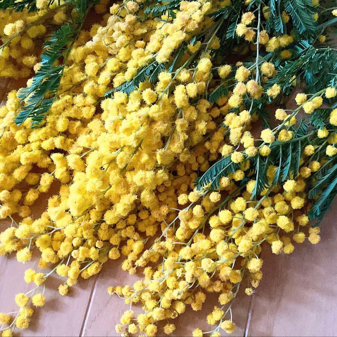 ミモザ❇️ミランドール❣️花付き⭕️