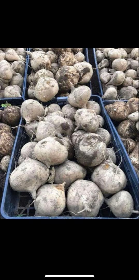 ヒカマ種　修 金城