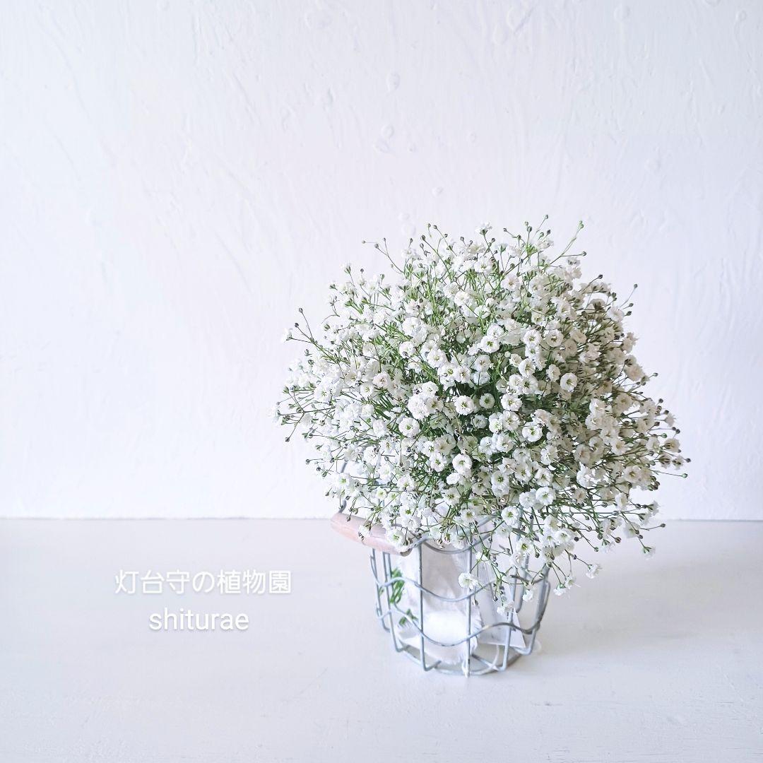 新品 未使用 ドライフラワー リース スワッグ かすみ草 【ご予約】