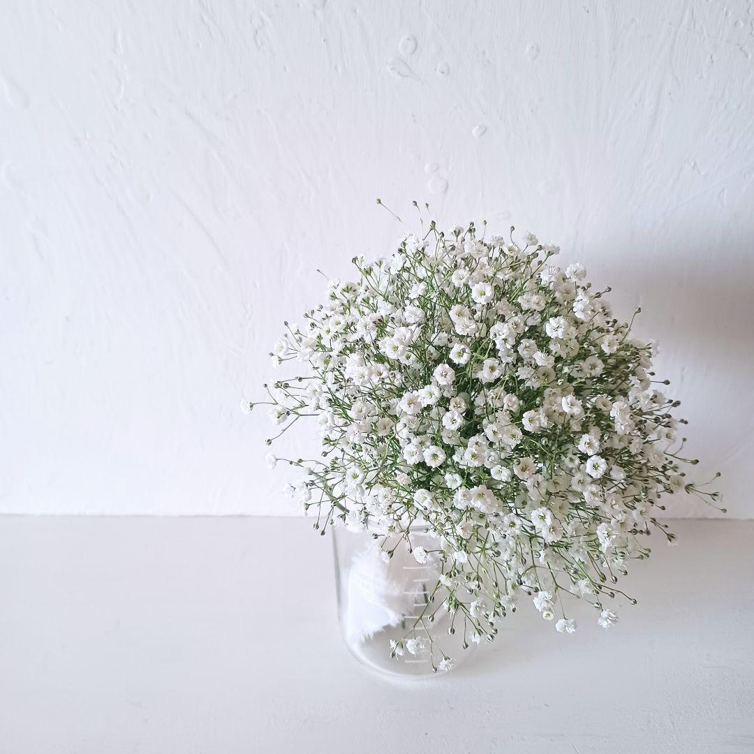 新品 未使用 ドライフラワー リース スワッグ かすみ草 【ご予約】