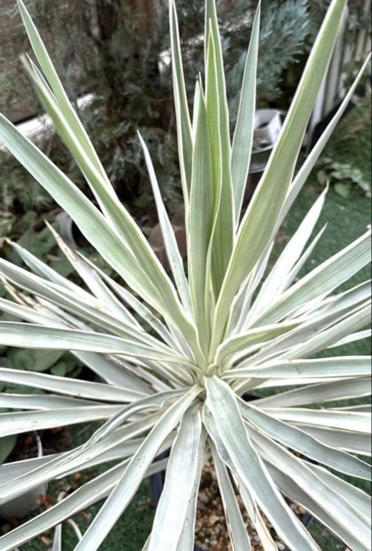 超レア種ユッカ エレファンティペス ホワイトエンペラー プレミアムホワイト