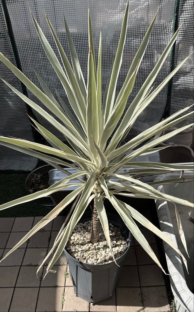 超レア種ユッカ エレファンティペス ホワイトエンペラー プレミアムホワイト