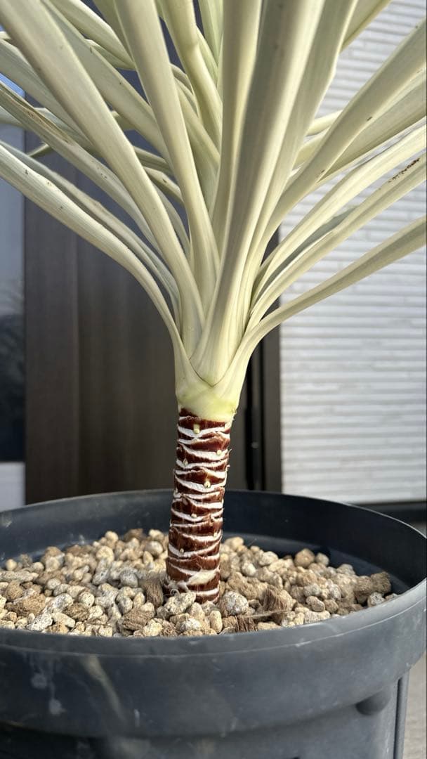 超レア種ユッカ エレファンティペス ホワイトエンペラー プレミアムホワイト