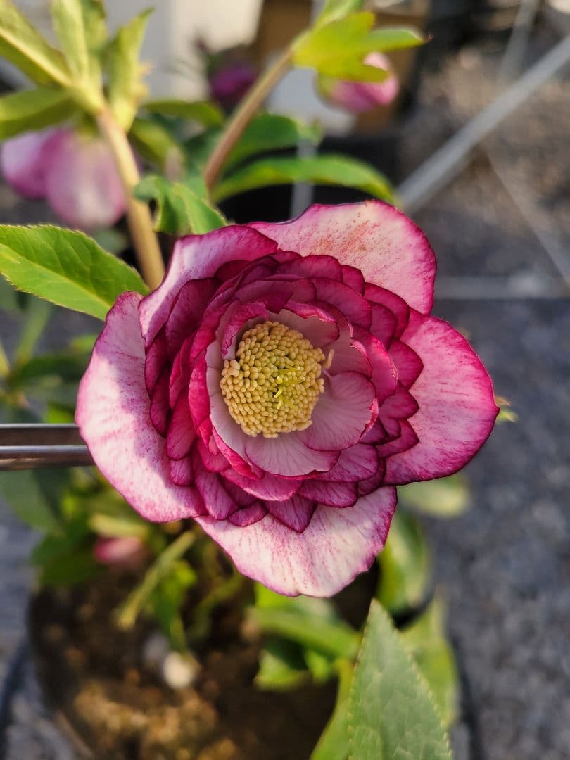 広瀬園芸　ピンクピコティぼかしDD　クリスマスローズ