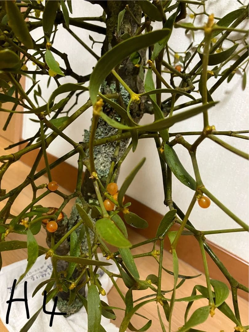 A4レア希少縁起物　2色付き　親木ヤドリギ　★実がたくさん　超綺麗な実‼️