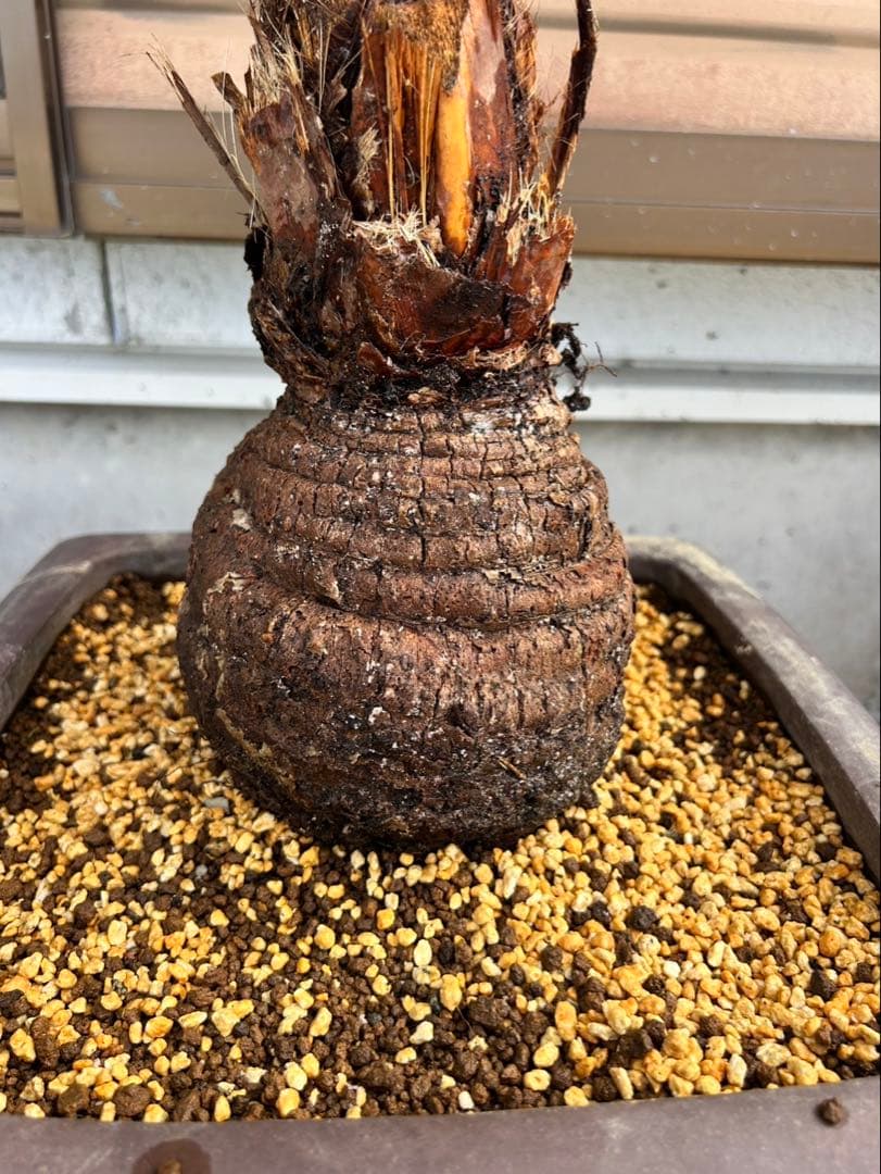 希少植物 玉クバ トックリビロウ