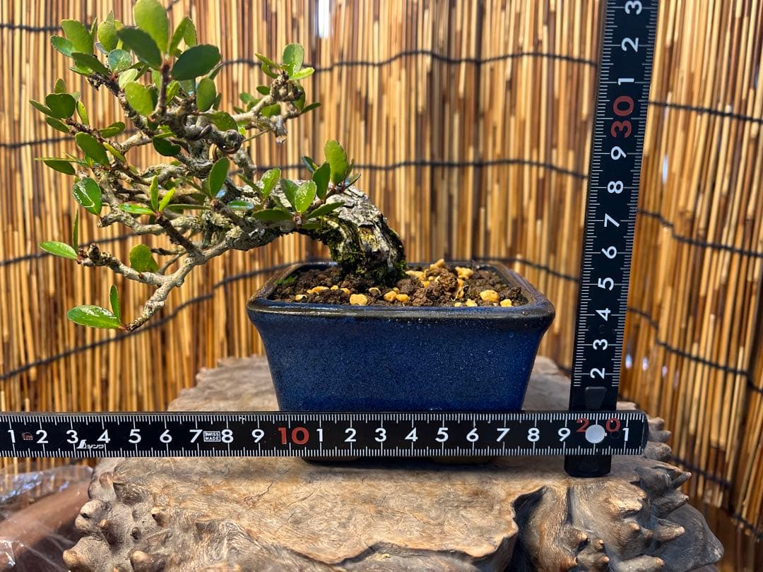 ✨✨✨ハリツリマサキ【◎良品素材】検/ハートツリー実happy♪セール♪