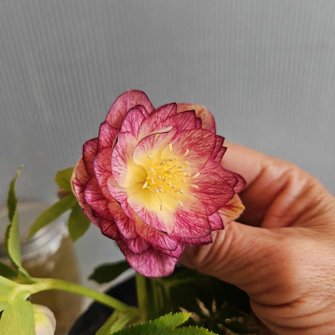 ごまたまご様ご購入苗㉖-278㉖-302クリスマスローズ