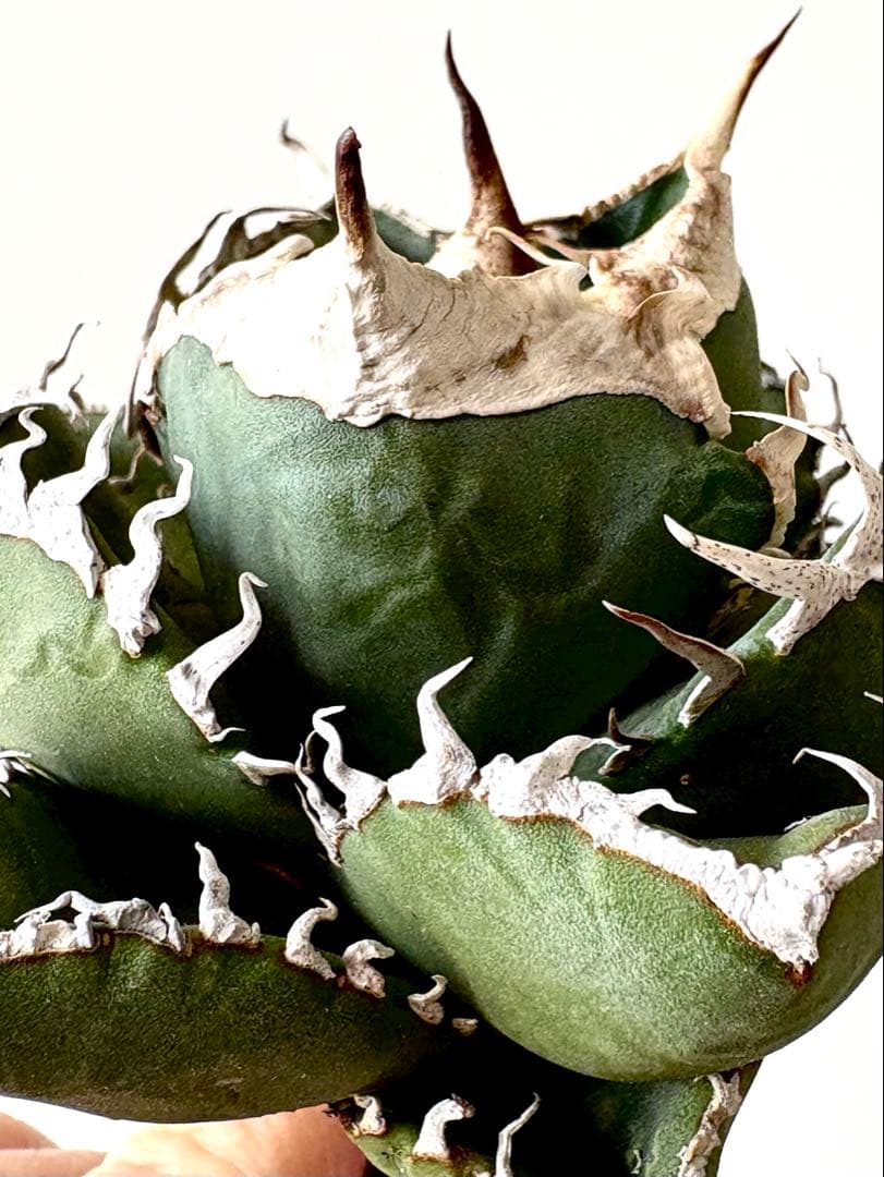 【SSS級、コレクション株】アガベ　SAD　南アフリカダイヤモンド　子株付き