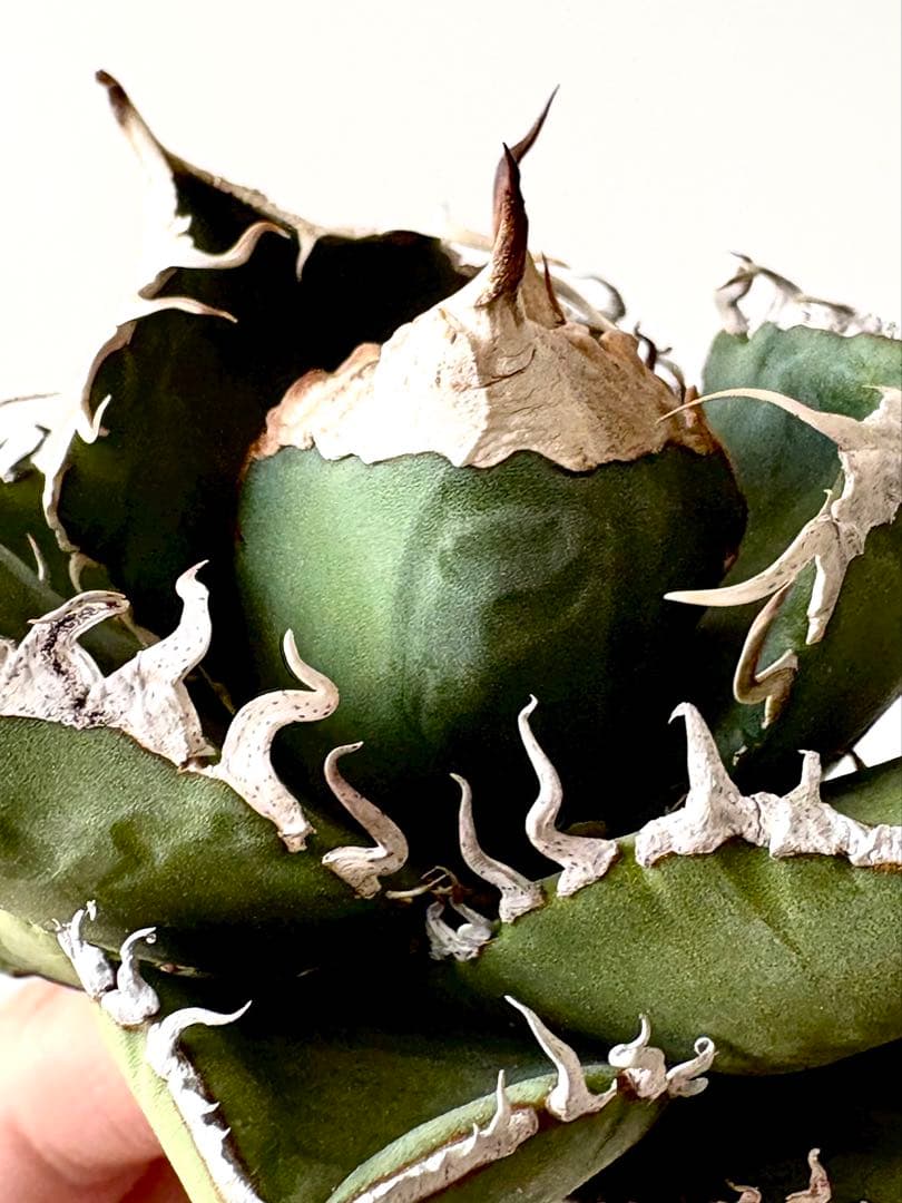 【SSS級、コレクション株】アガベ　SAD　南アフリカダイヤモンド　子株付き