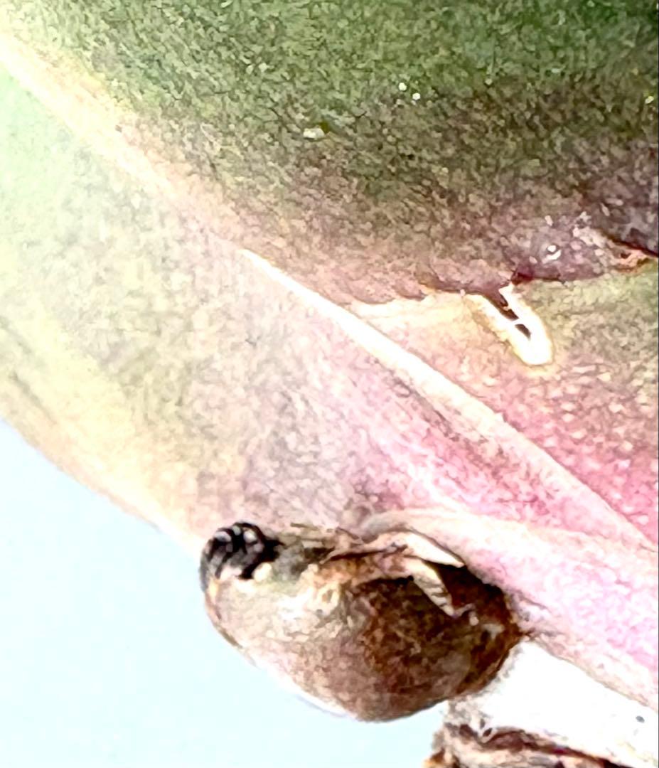 【SSS級、コレクション株】アガベ　SAD　南アフリカダイヤモンド　子株付き