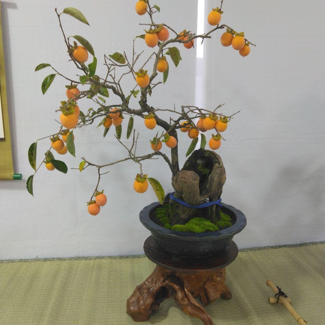 太幹柿盆栽（実付き)黒松、赤松、五葉松、真ぱく盆栽。引き取り限定