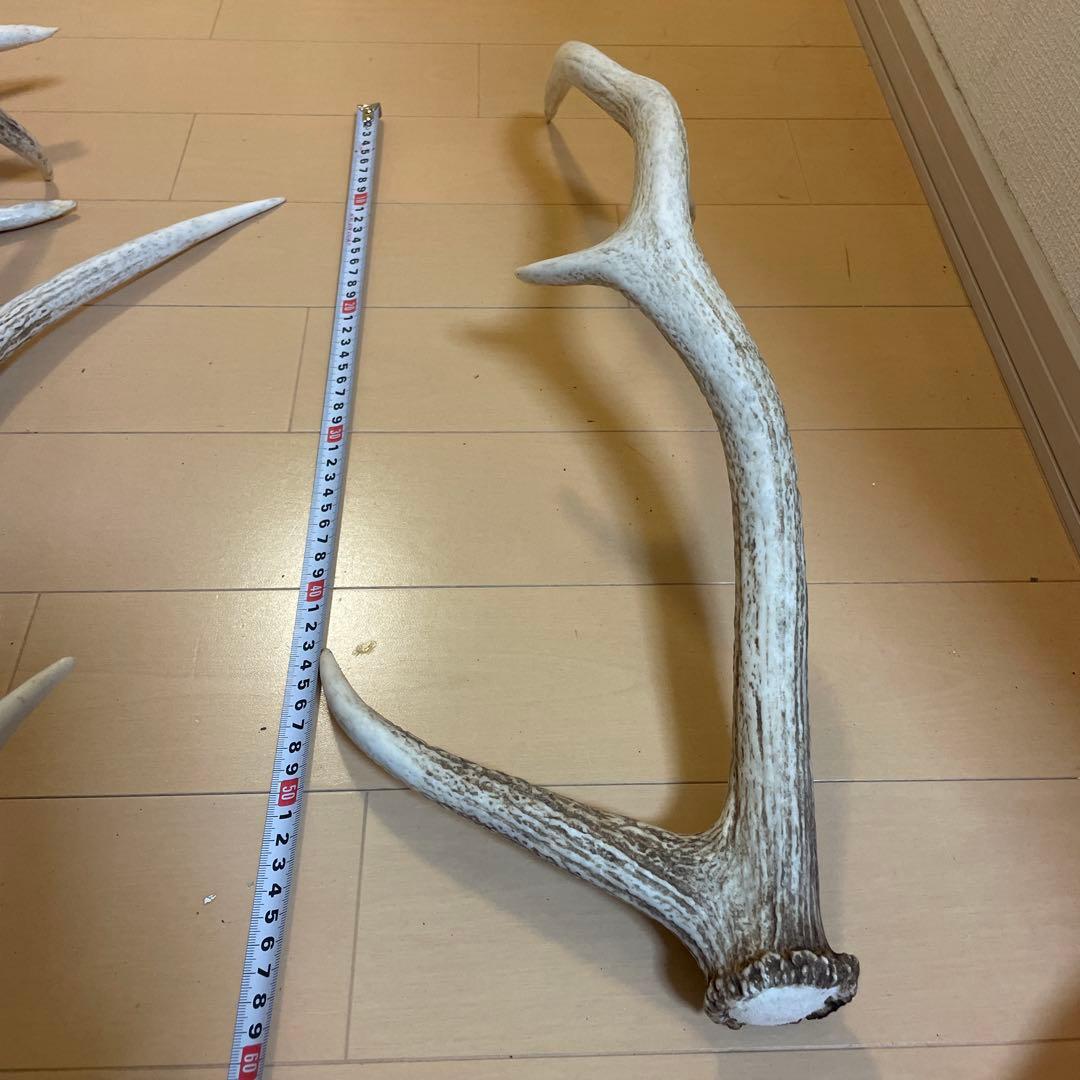 鹿の角 8本セット