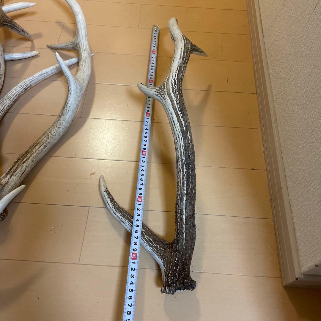 鹿の角 8本セット