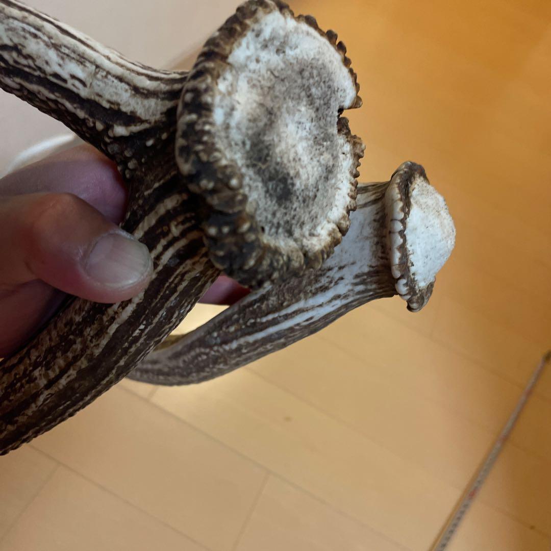 鹿の角 8本セット