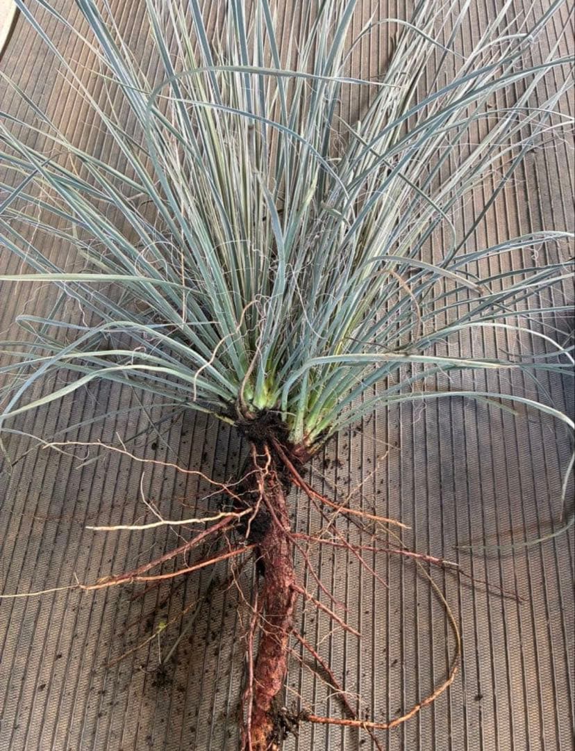 ユッカ　エラータ　ダブルヘッド　国内実生　ロストラータ　リギダ　フィリ