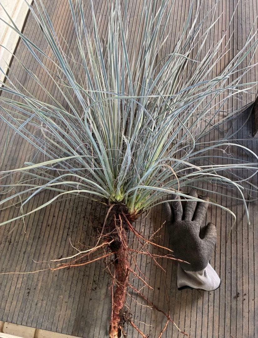 ユッカ　エラータ　ダブルヘッド　国内実生　ロストラータ　リギダ　フィリ