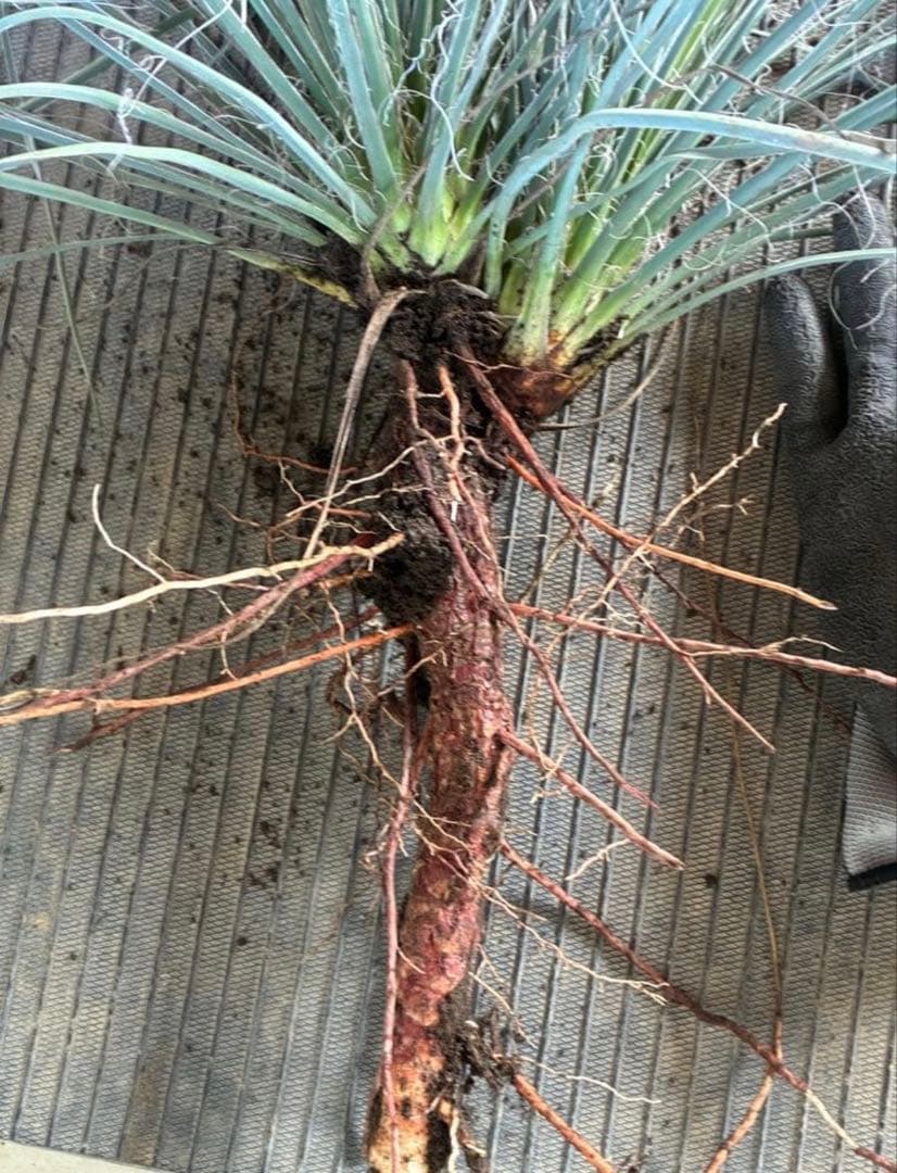 ユッカ　エラータ　ダブルヘッド　国内実生　ロストラータ　リギダ　フィリ