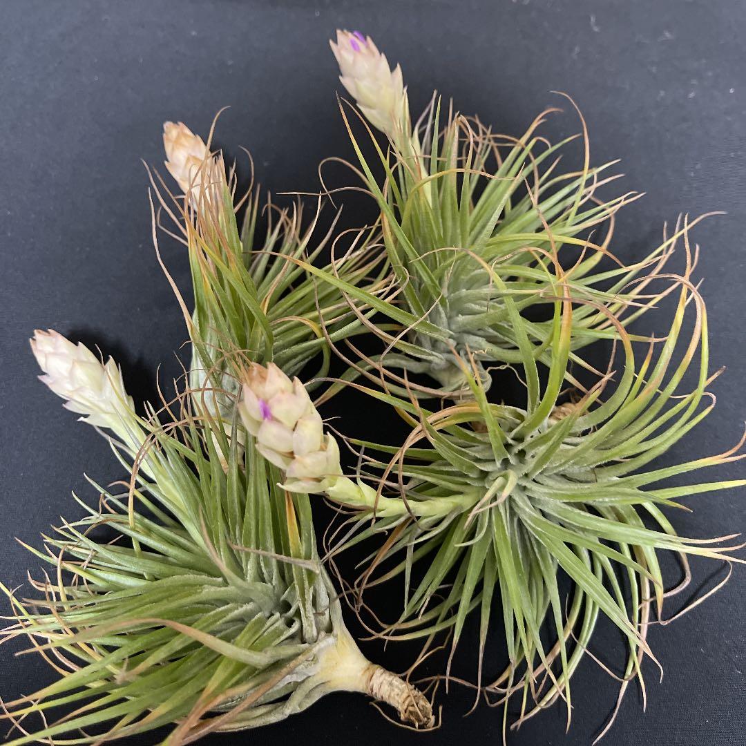 即購入禁止‼️チランジア   コットンキャンディー　花芽終わり