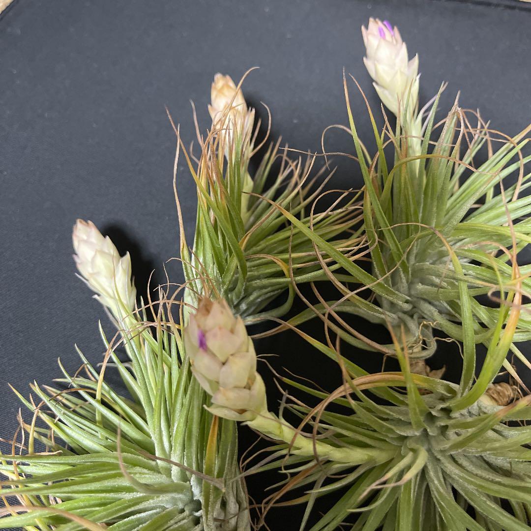 即購入禁止‼️チランジア   コットンキャンディー　花芽終わり