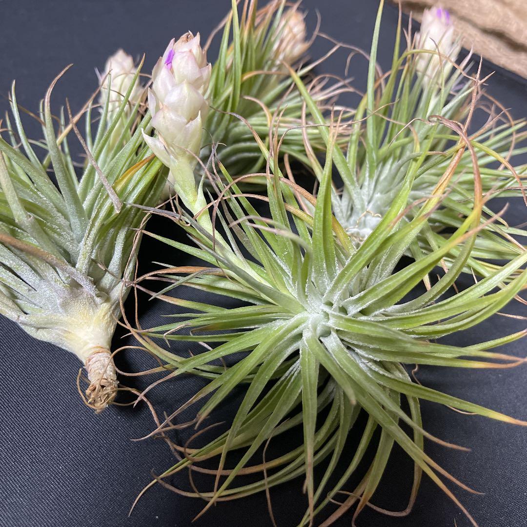 即購入禁止‼️チランジア   コットンキャンディー　花芽終わり
