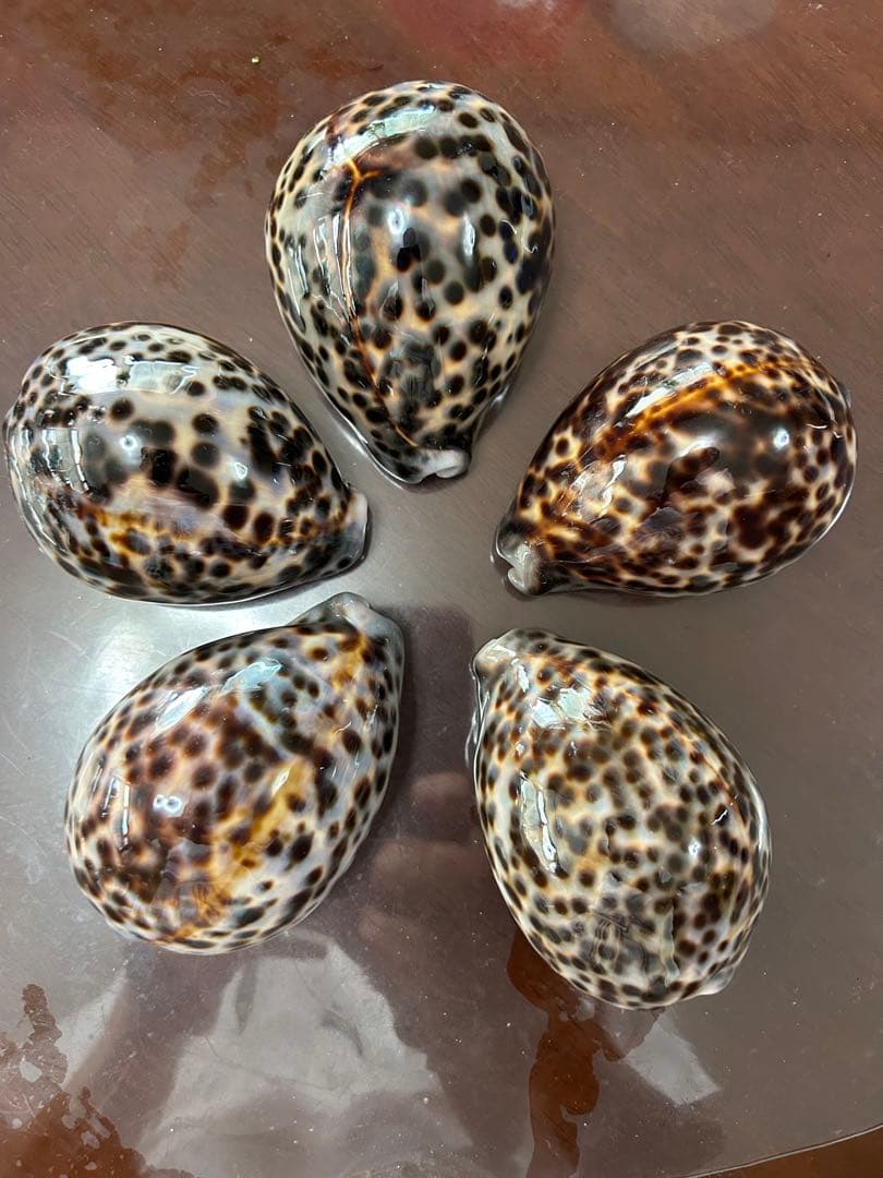 特大(約10cm)天然星宝貝　　　　　　　約 100mm✖️70mm✖️50mm