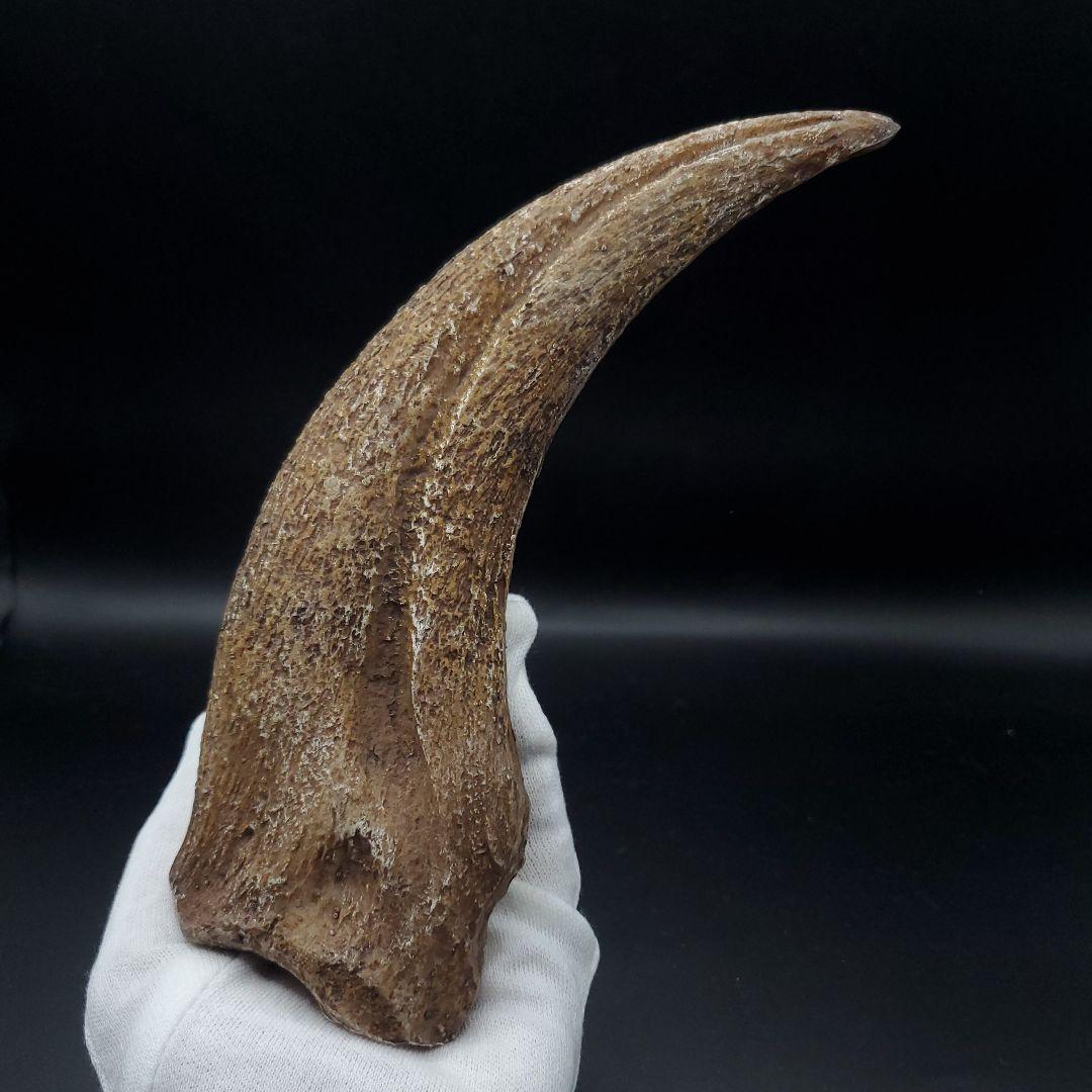 スピノサウルス 爪 レプリカ 181.31mm  spr7