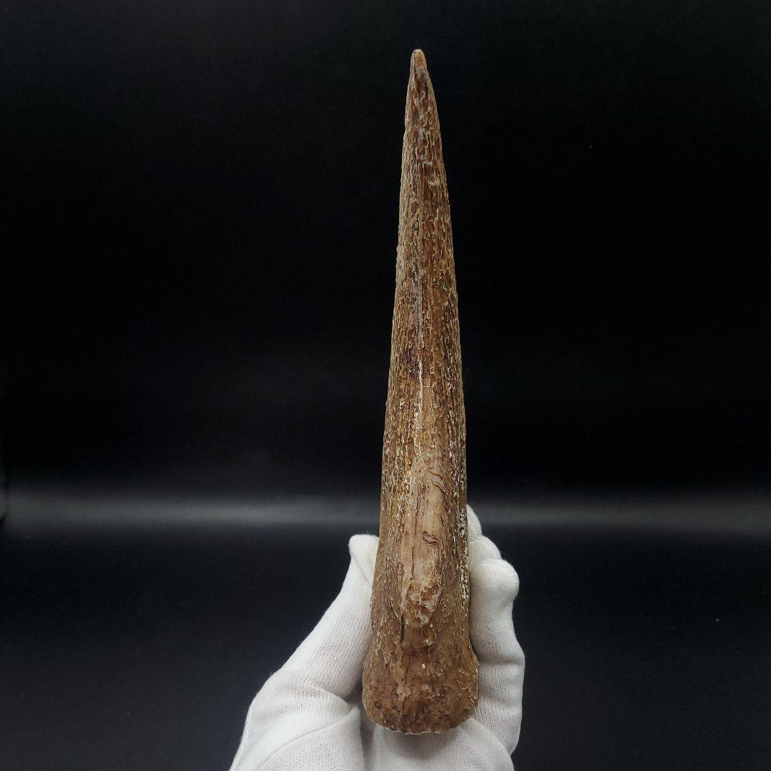 スピノサウルス 爪 レプリカ 181.31mm  spr7