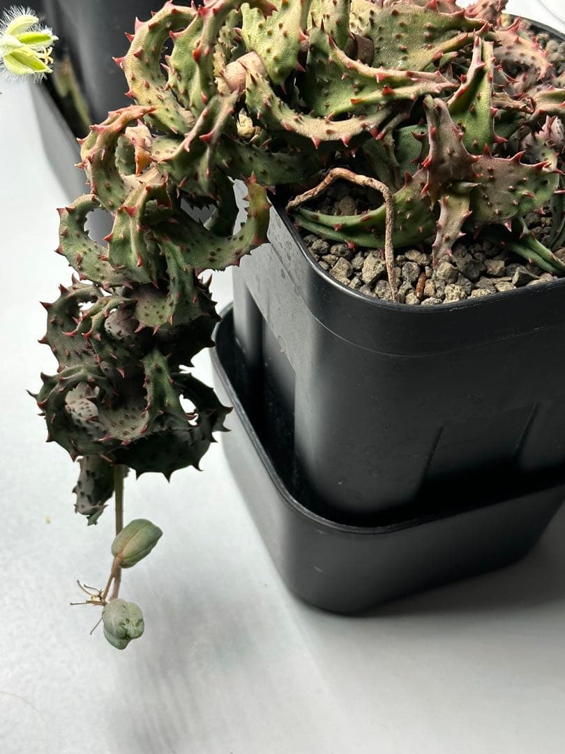 Aloe castilloniae子株