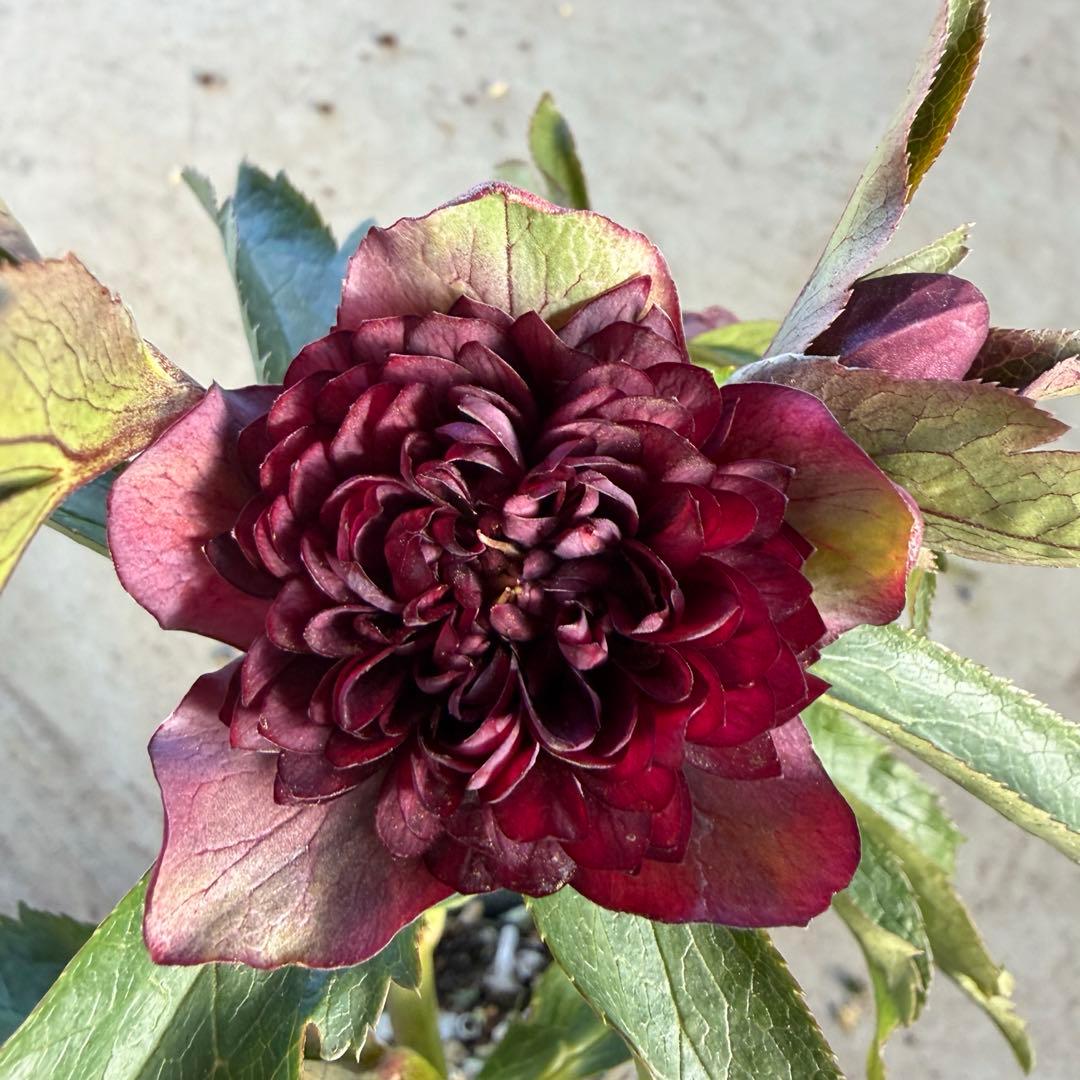 045 クリスマスローズ　フル多弁　開花株