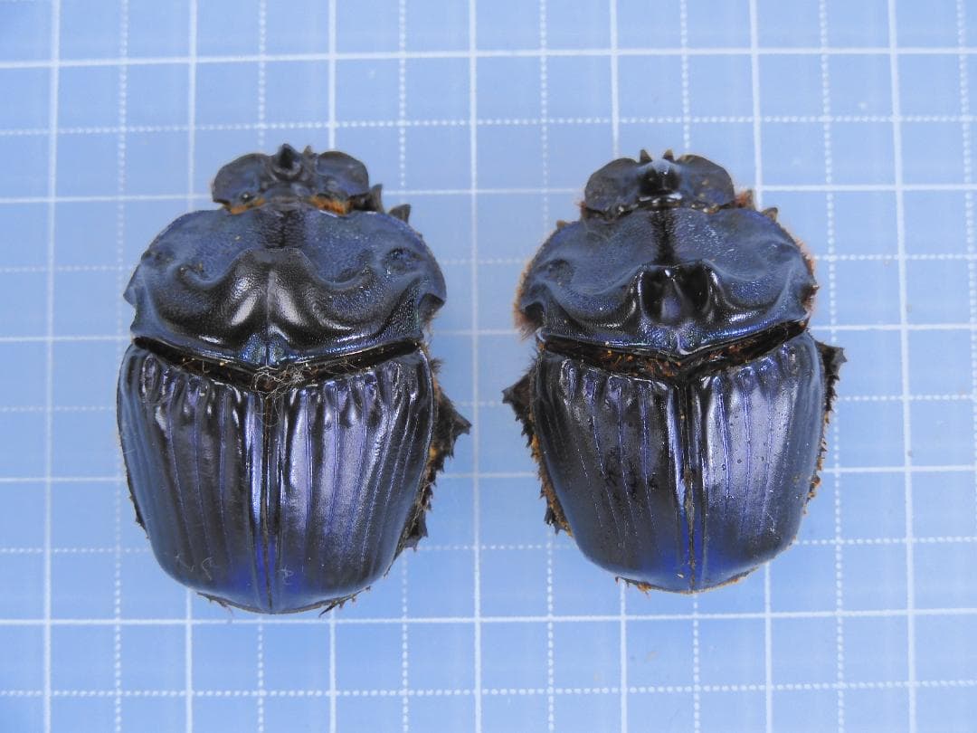 ブラジル産　ベリコサスニジダイコクコガネ　31mm 33mm