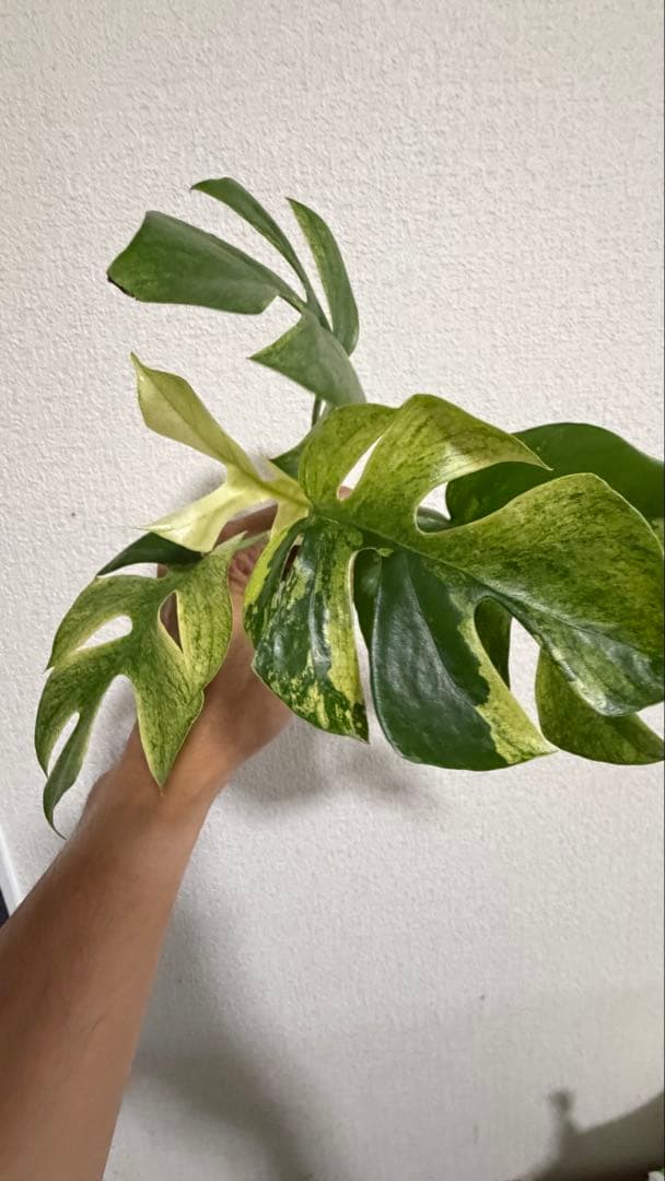 ラフィドフォラ・テトラスペルマ・ホワイトモンスター