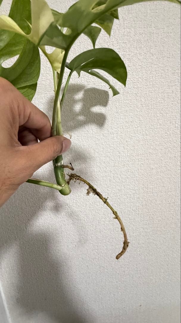 ラフィドフォラ・テトラスペルマ・ホワイトモンスター