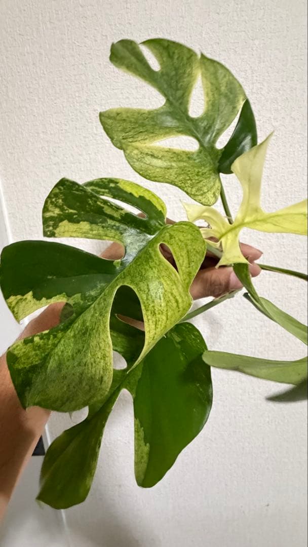 ラフィドフォラ・テトラスペルマ・ホワイトモンスター