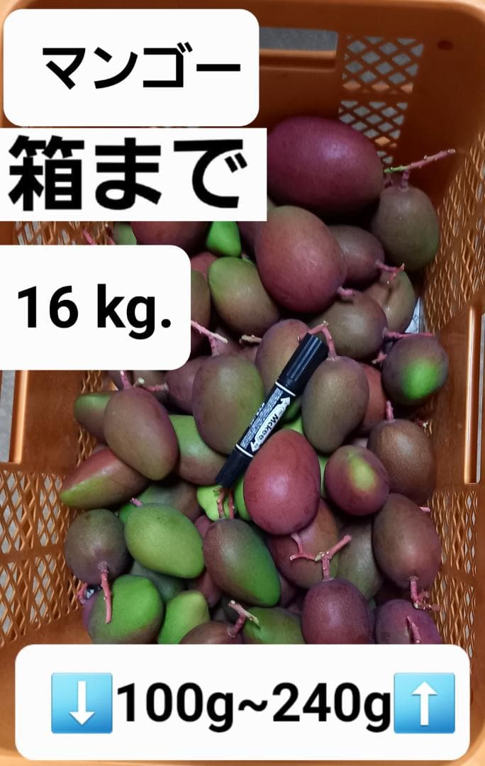 マンゴー+摘果 / 16 kg including box