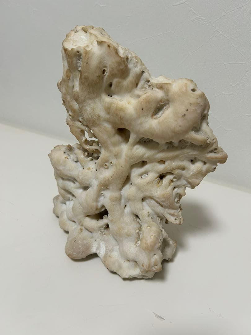 珊瑚　サンゴ　白　約20㎝✖︎24㎝　オブジェ