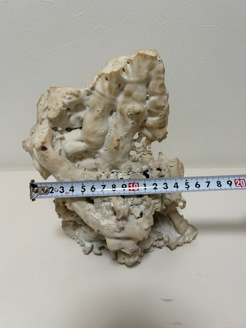 珊瑚　サンゴ　白　約20㎝✖︎24㎝　オブジェ