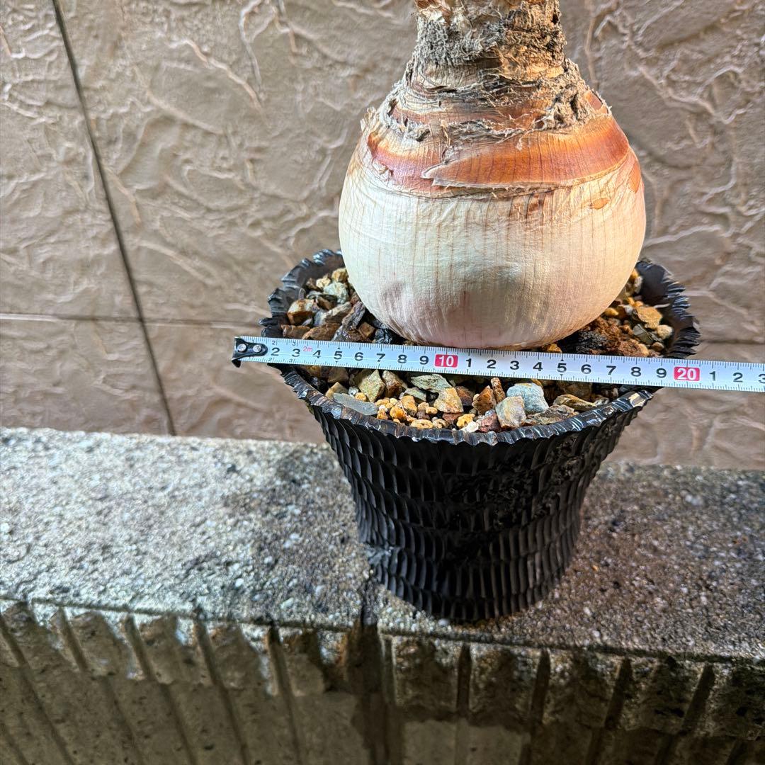 ブーファン ディスティカ発根済み特大 株（鉢付き）