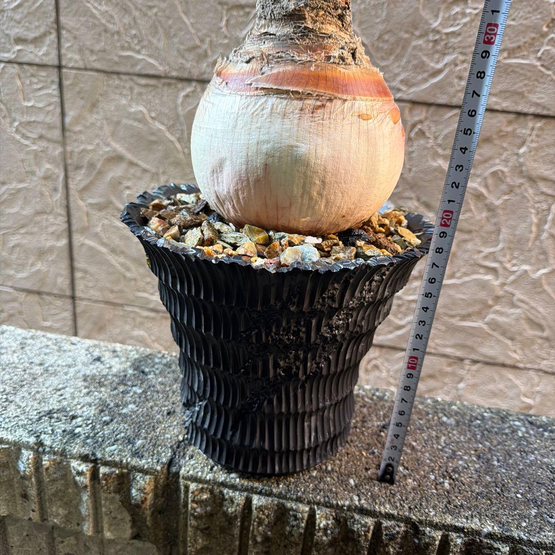 ブーファン ディスティカ発根済み特大 株（鉢付き）