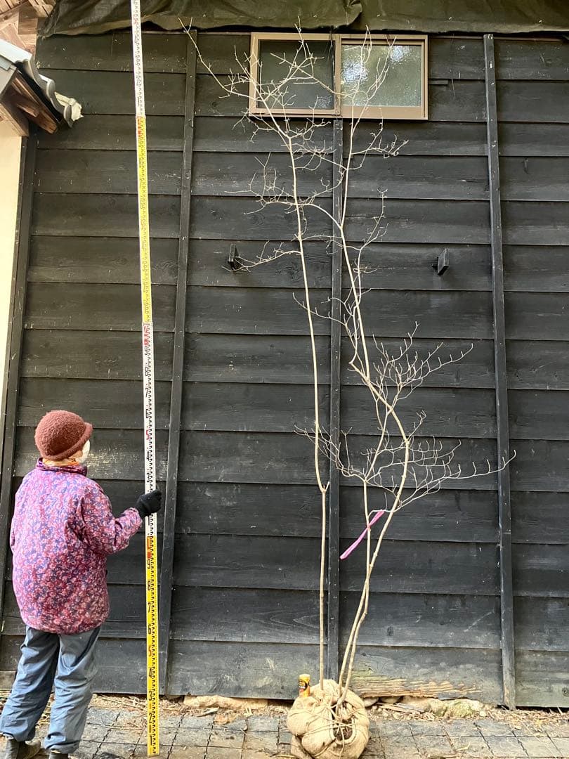 山採り　オトコヨウゾメ　ミツバツツジ　混合株