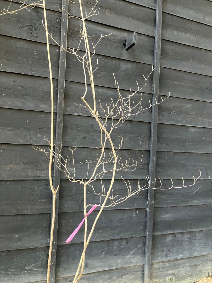 山採り　オトコヨウゾメ　ミツバツツジ　混合株