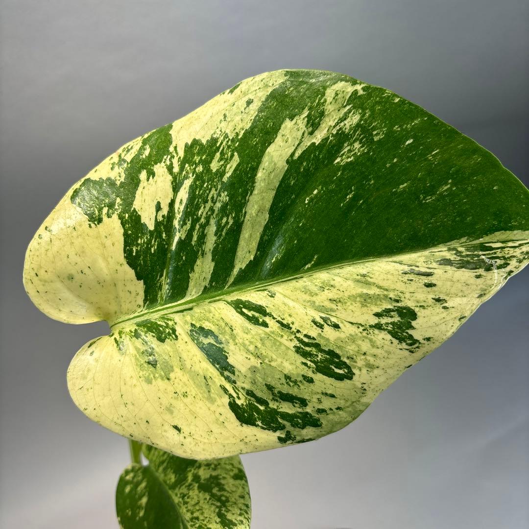 ロ*ィ様 ホワイトモンスター 天津蘭 モンステラ斑入りlsw312