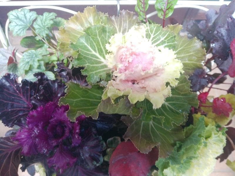 寄せ植え　ハボタン　葉牡丹　ハンギング 　(スタンド別)　ハンギングバスケット