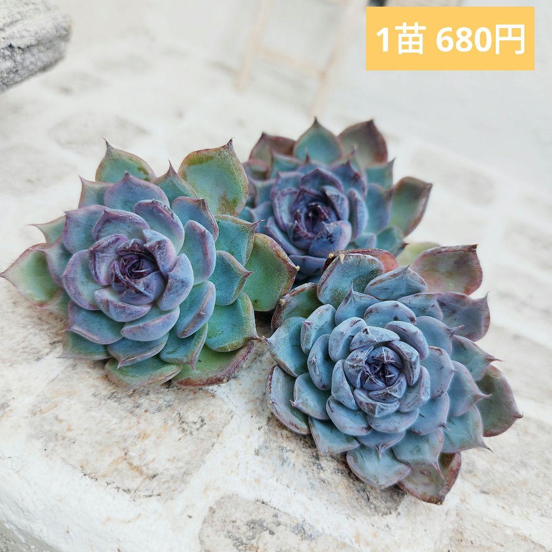 ブラックディーバ◎多肉植物 カット苗 韓国苗 エケベリア等