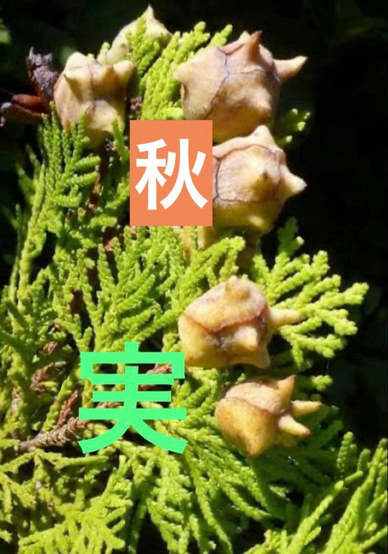 エレガンテシマ葉色の変化　春は黄金色→夏は黄緑色→冬は赤茶色　円錐形の美しい樹形