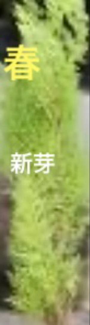 エレガンテシマ葉色の変化　春は黄金色→夏は黄緑色→冬は赤茶色　円錐形の美しい樹形