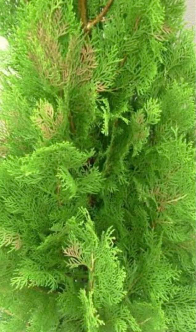 エレガンテシマ葉色の変化　春は黄金色→夏は黄緑色→冬は赤茶色　円錐形の美しい樹形