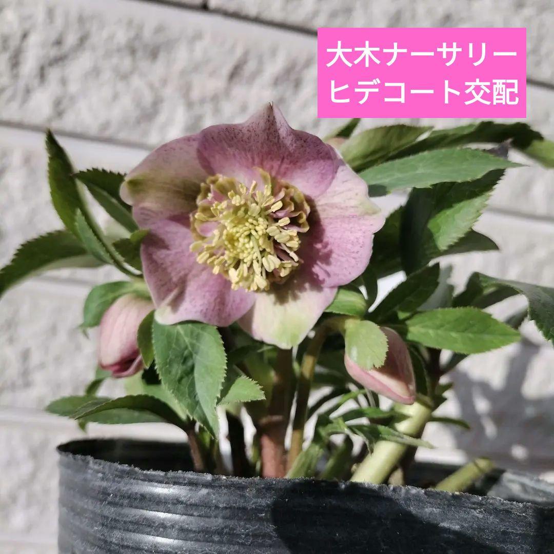 クリスマスローズ　sdヒデコート　原種　交配　大木ナーサリー　宿根　バラ　苗　鉢